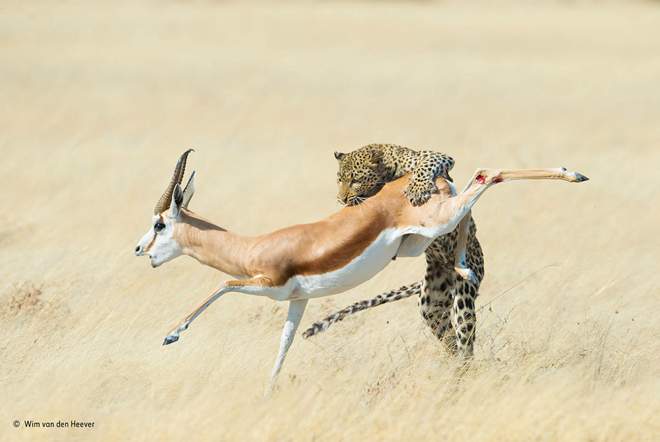 Лучший фотограф дикой природы 2015