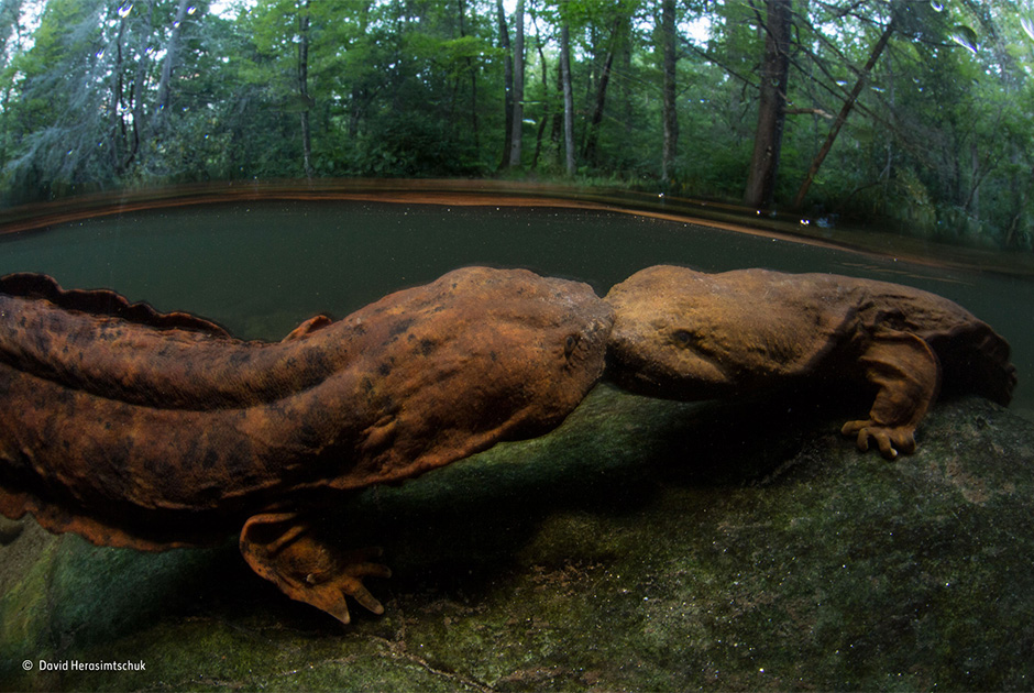 Лучший фотограф дикой природы 2015