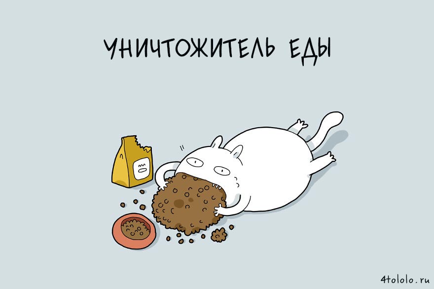 12 типов котов, типы котов, типы кошек