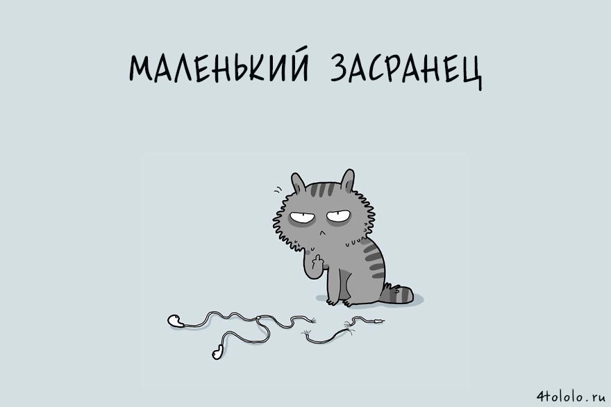 12 типов котов, типы котов, типы кошек