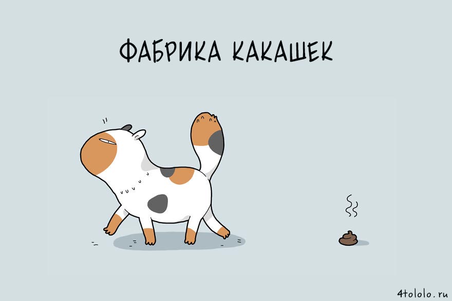 12 типов котов, типы котов, типы кошек