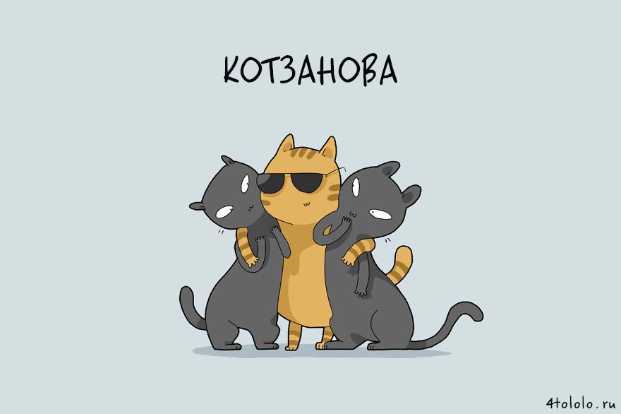 12 типов котов, типы котов, типы кошек