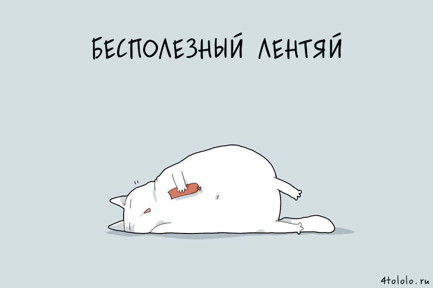 12 типов котов, типы котов, типы кошек