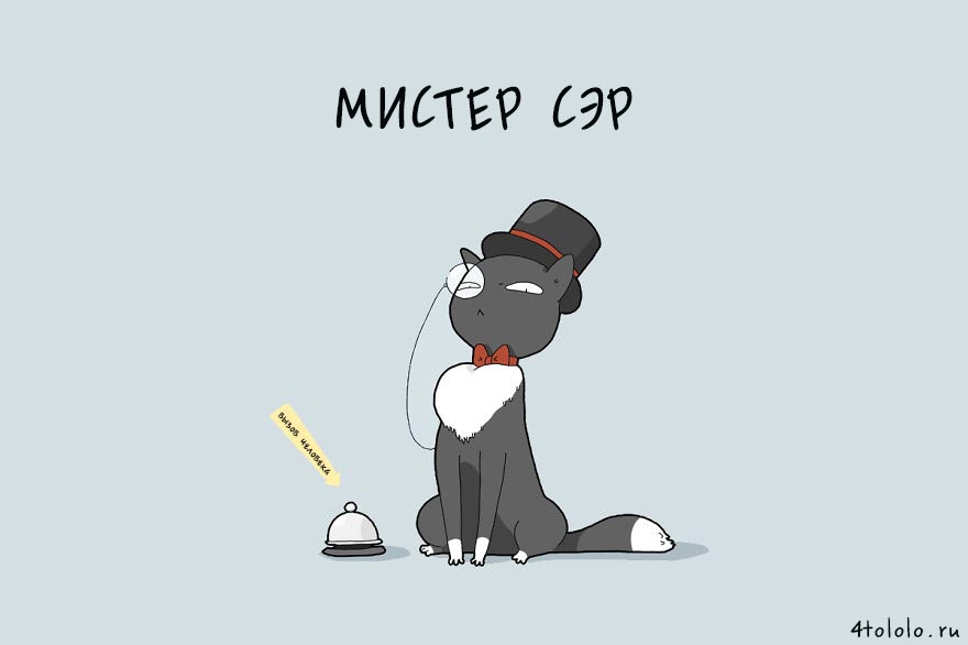 12 типов котов, типы котов, типы кошек