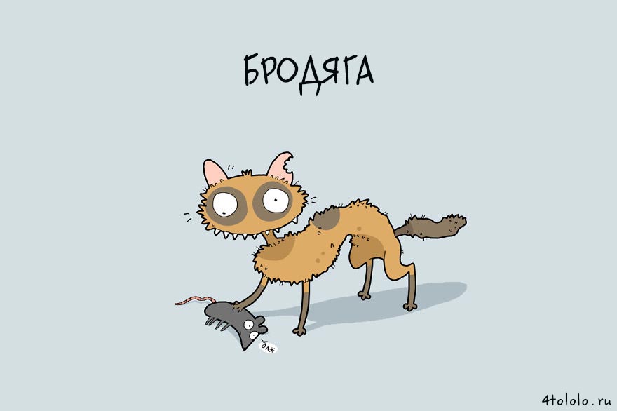 12 типов котов, типы котов, типы кошек