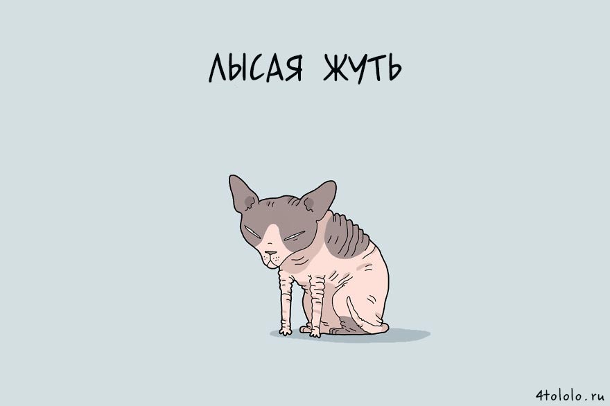 12 типов котов, типы котов, типы кошек