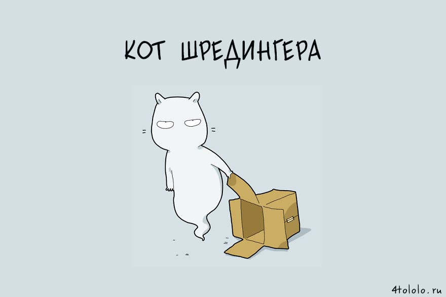 12 типов котов, типы котов, типы кошек