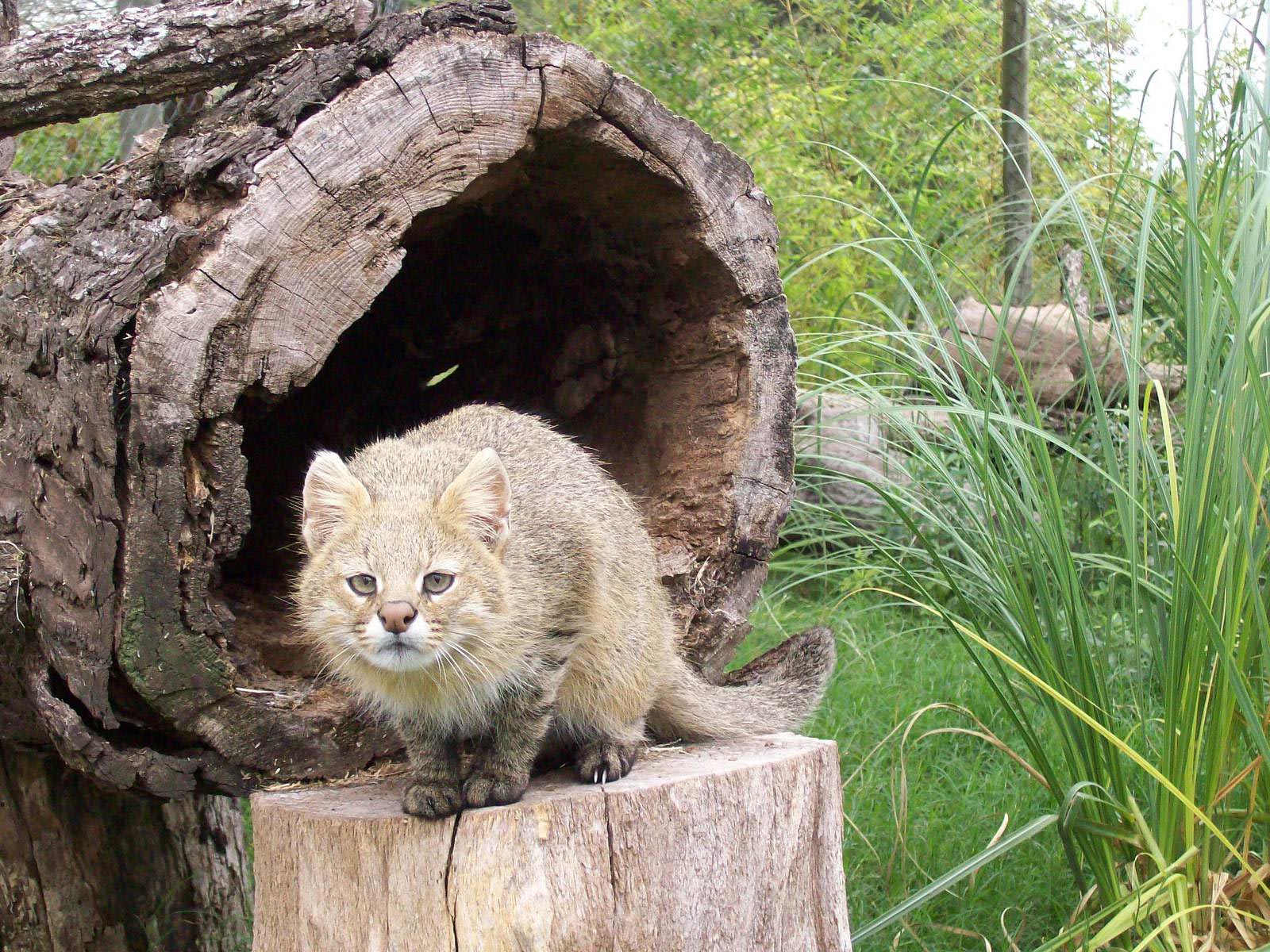 Фотографии кошек редких кошек