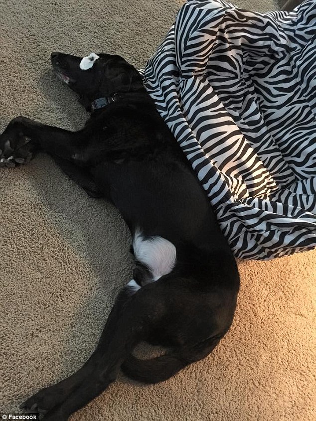 Пандопёс: собака с редким заболеванием кожи, которое сделало её похожей на панду собака с редким заболеванием кожи, собака с витилиго