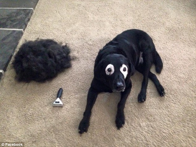 Пандопёс: собака с редким заболеванием кожи, которое сделало её похожей на панду собака с редким заболеванием кожи, собака с витилиго