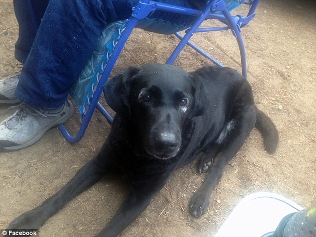 Пандопёс: собака с редким заболеванием кожи, которое сделало её похожей на панду собака с редким заболеванием кожи, собака с витилиго