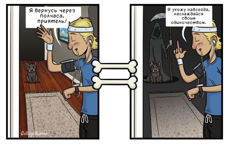 Как выглядит мир глазами собаки, мир глазами собаки