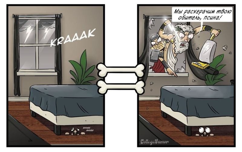 Как выглядит мир глазами собаки, мир глазами собаки