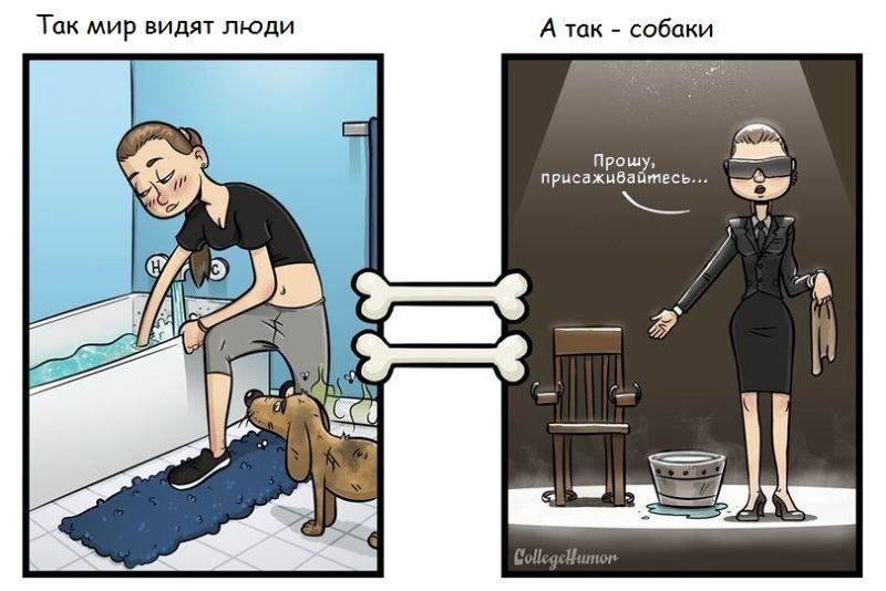 Как выглядит мир глазами собаки, мир глазами собаки