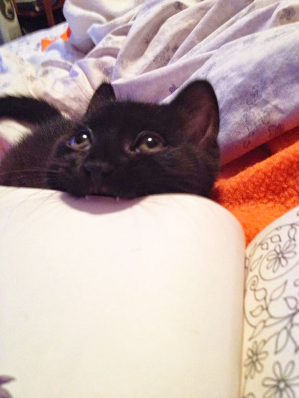 Кошки против книг, кошки которые мешают читать