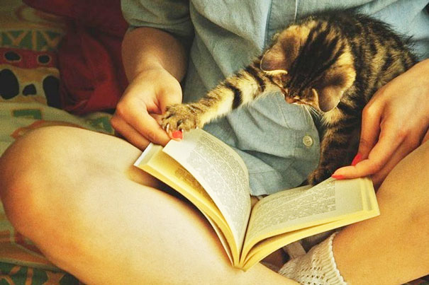 Кошки против книг, кошки которые мешают читать
