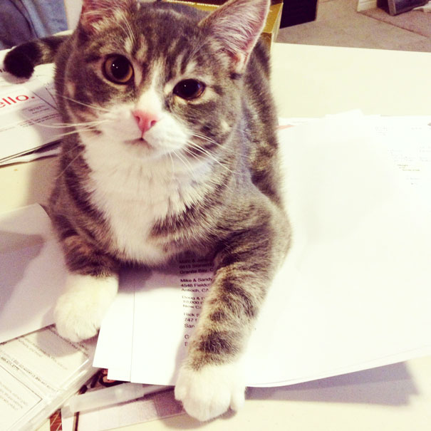 Кошки против книг, кошки которые мешают читать