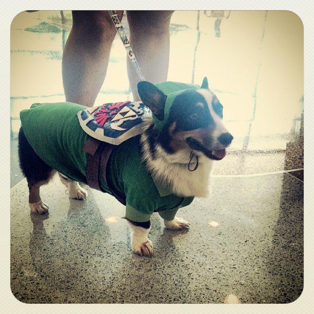 косплеи от животных, животные косплей