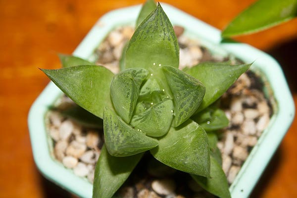 удивительные растения, странные растения, необычные комнатные растения