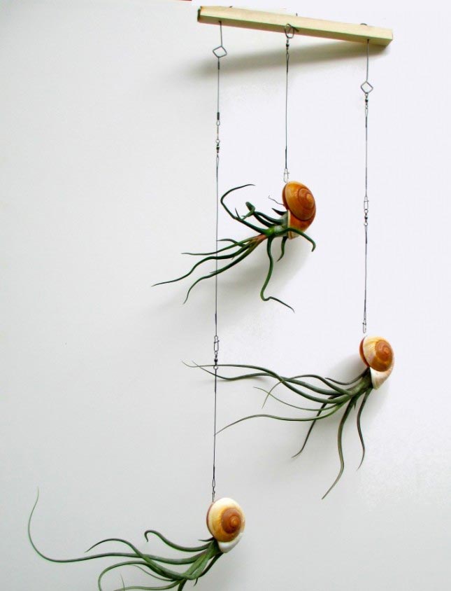 удивительные растения, странные растения, необычные комнатные растения