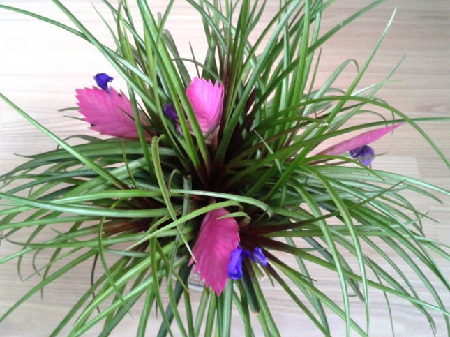 удивительные растения, странные растения, необычные комнатные растения