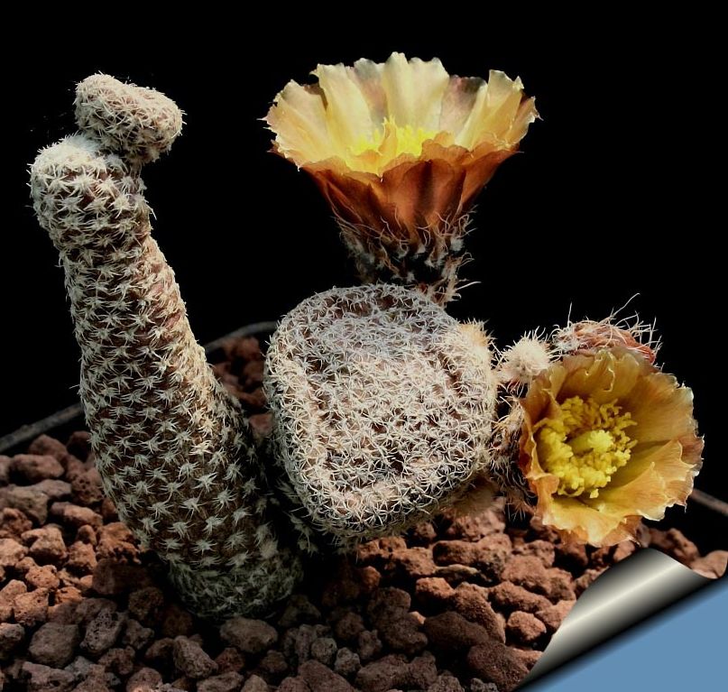 удивительные растения, странные растения, необычные комнатные растения