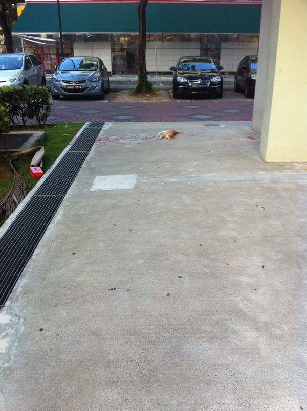 кот лежит в краске, HoneyFlower