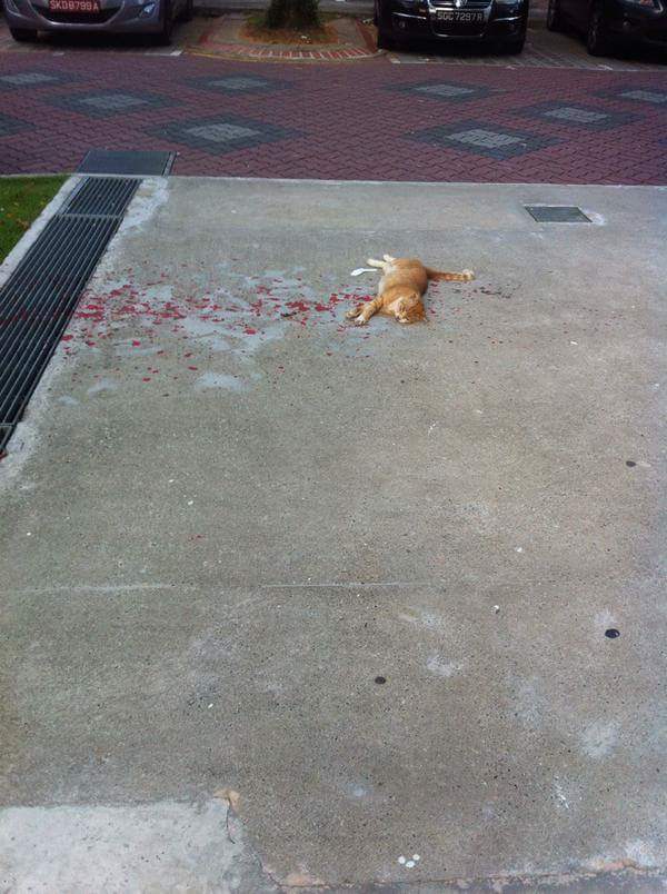 кот лежит в краске, HoneyFlower