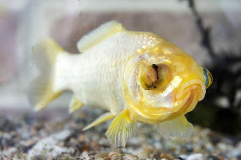 самая старая золотая рыбка, золотая рыбка Splash, старая золотая рыбка Сплэш