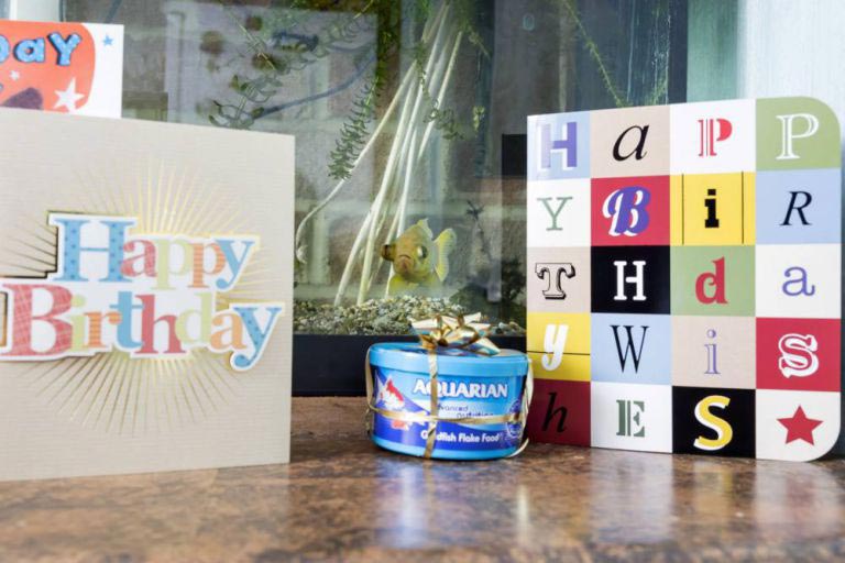 самая старая золотая рыбка, золотая рыбка Splash, старая золотая рыбка Сплэш