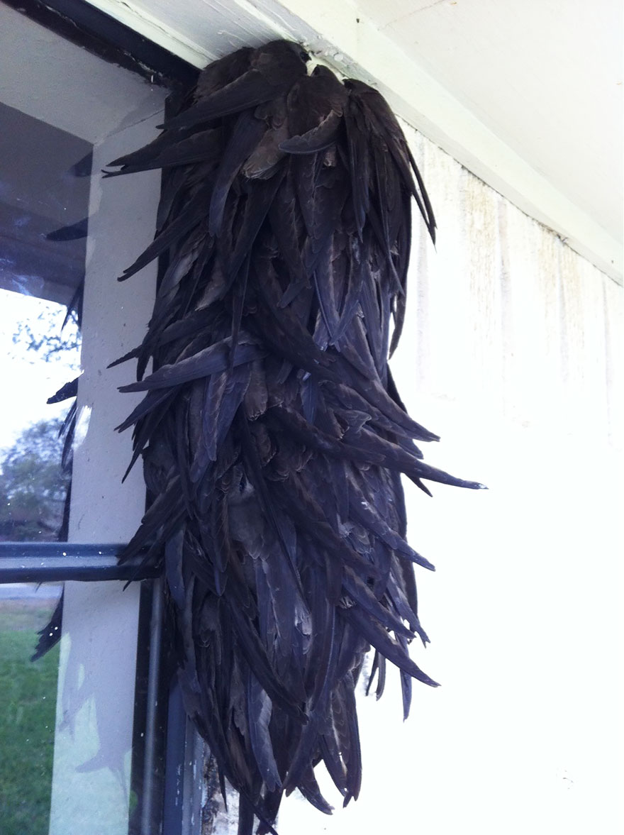 птицы прижимаются друг к другу, птицы обнимаются