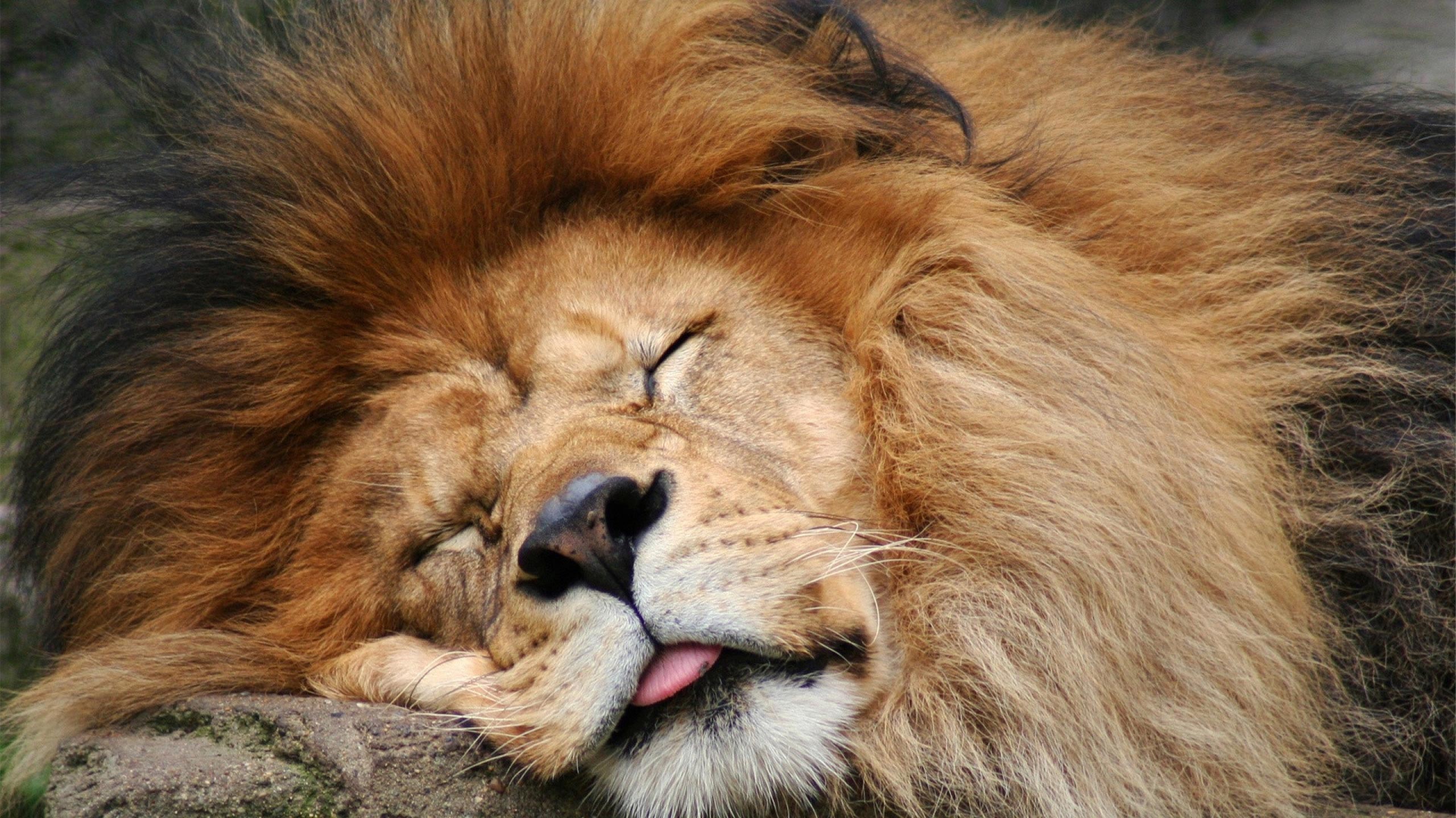 Толстая жизнь животных. Лев. Лев спящий. Спокойный Лев. Спящие животные.