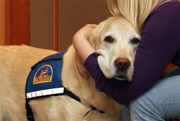 собаки в суде, Courthouse Dogs