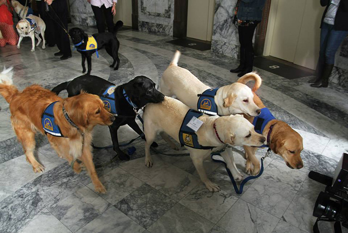 собаки в суде, Courthouse Dogs