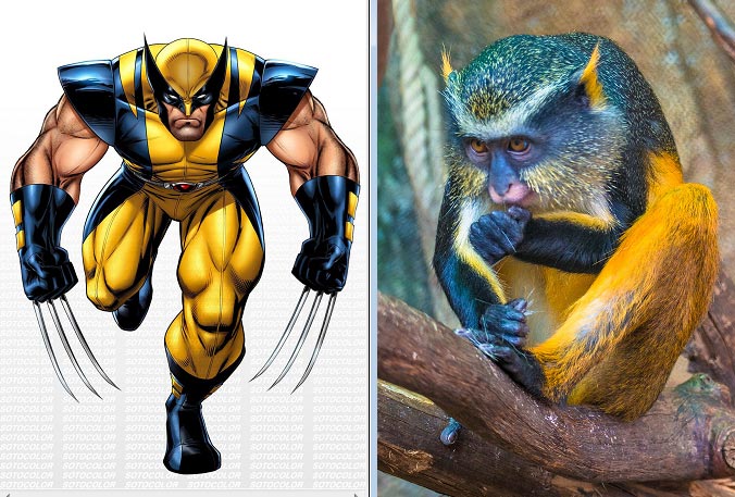 обезьяна похожа на Росомаху, помидор похож на утку, крап похож на Элтона Джона