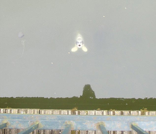 обезьяна похожа на Росомаху, помидор похож на утку, крап похож на Элтона Джона