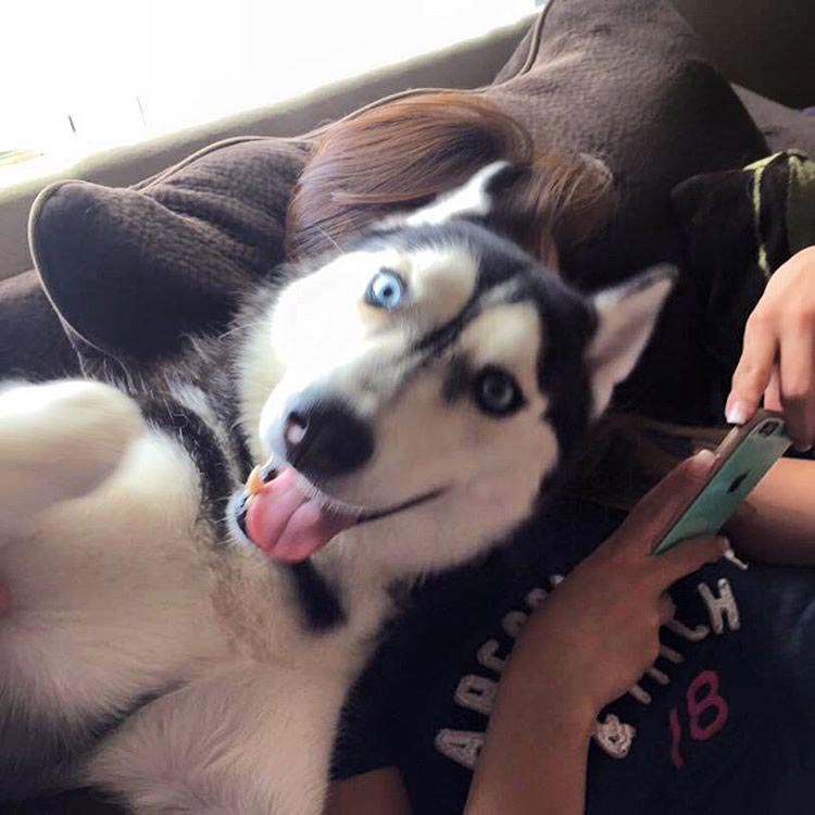 хаски в шоке, хозяин не поделился с хаски последним кусочком