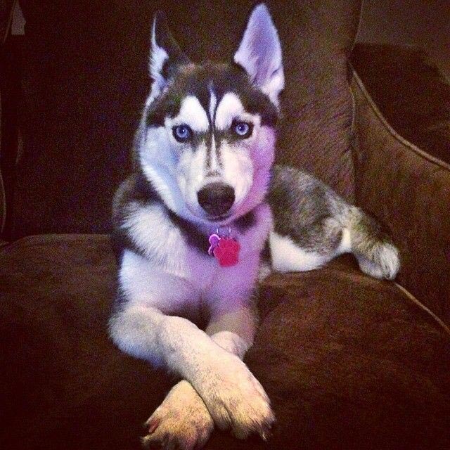 хаски в шоке, хозяин не поделился с хаски последним кусочком