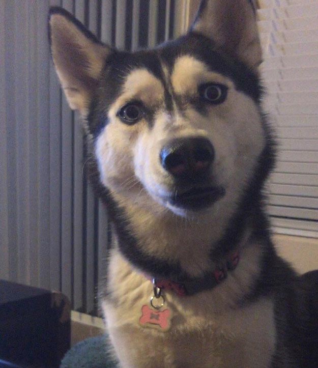 хаски в шоке, хозяин не поделился с хаски последним кусочком