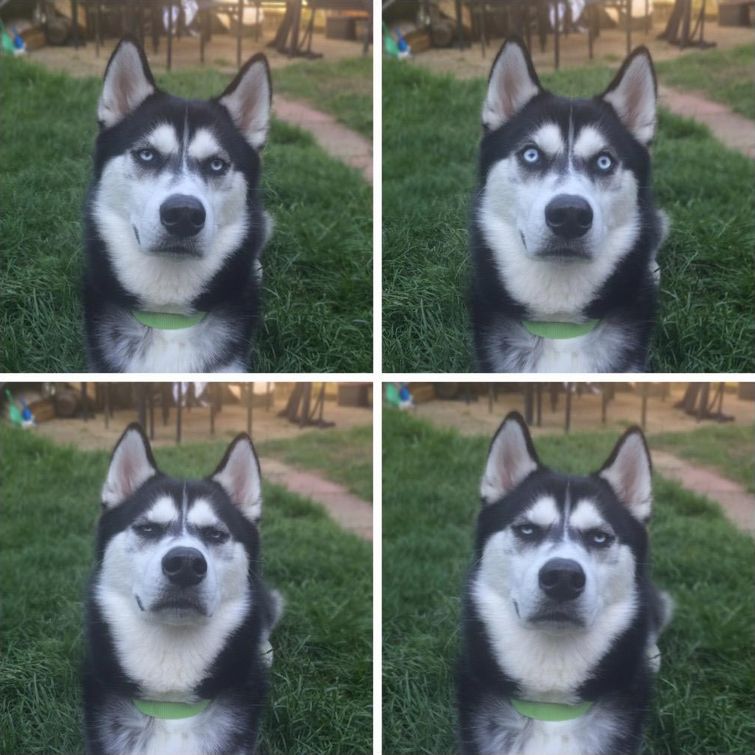 хаски в шоке, хозяин не поделился с хаски последним кусочком