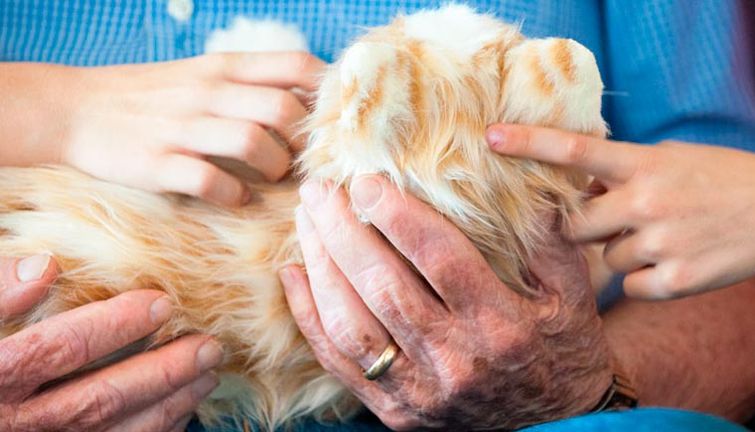 кошки роботы для пожилых людей, Hasbro кошки роботы, интерактивные кошки роботы