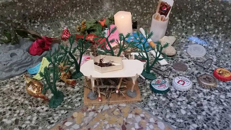 мемориал мертвому таракану, студенты устроили мемориал мертвому таракану, таракан Рози