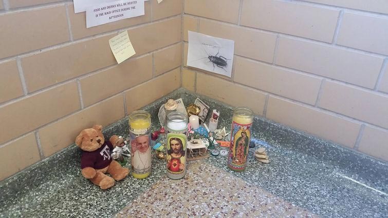 мемориал мертвому таракану, студенты устроили мемориал мертвому таракану, таракан Рози