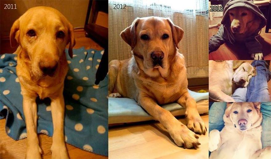 собаки до и после спасения, преобразившиеся собаки