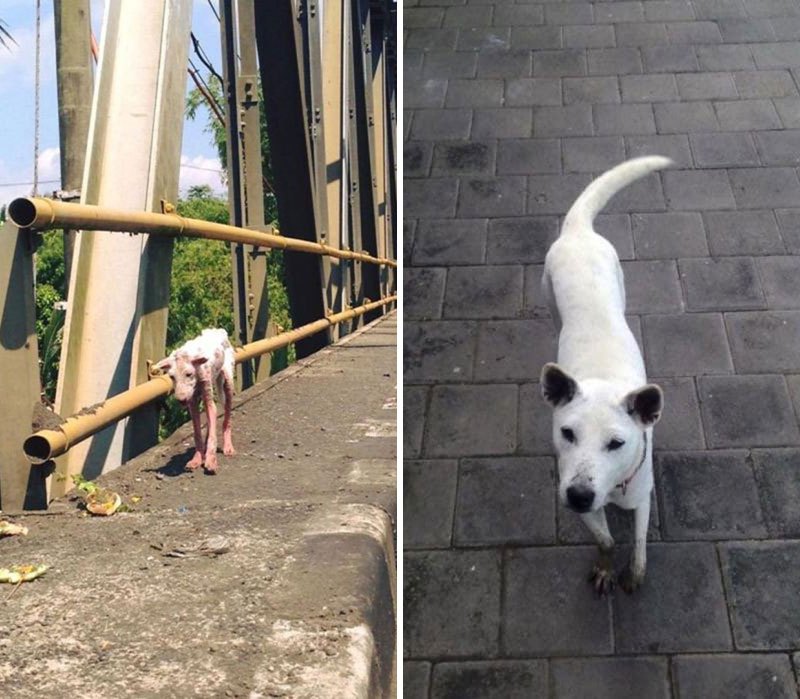 собаки до и после спасения, преобразившиеся собаки