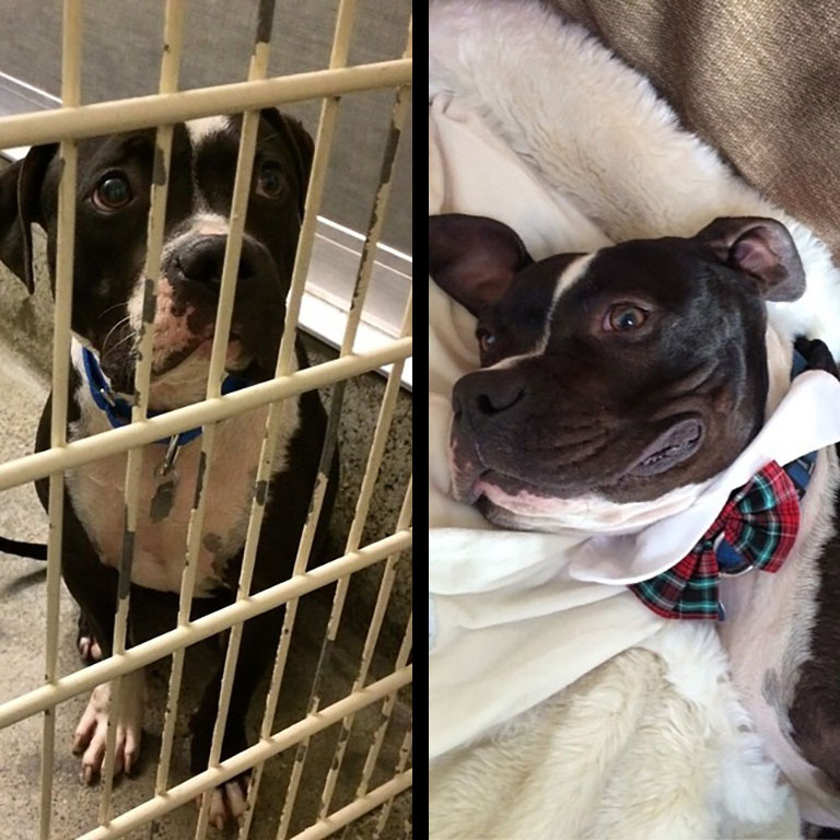 собаки до и после спасения, преобразившиеся собаки