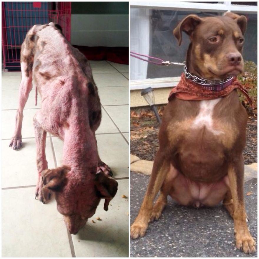 собаки до и после спасения, преобразившиеся собаки