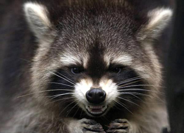 питомец задумал нехорошее, кошка хочет меня убить, питомец хочет меня убить, животные хотят убить своих хозяев