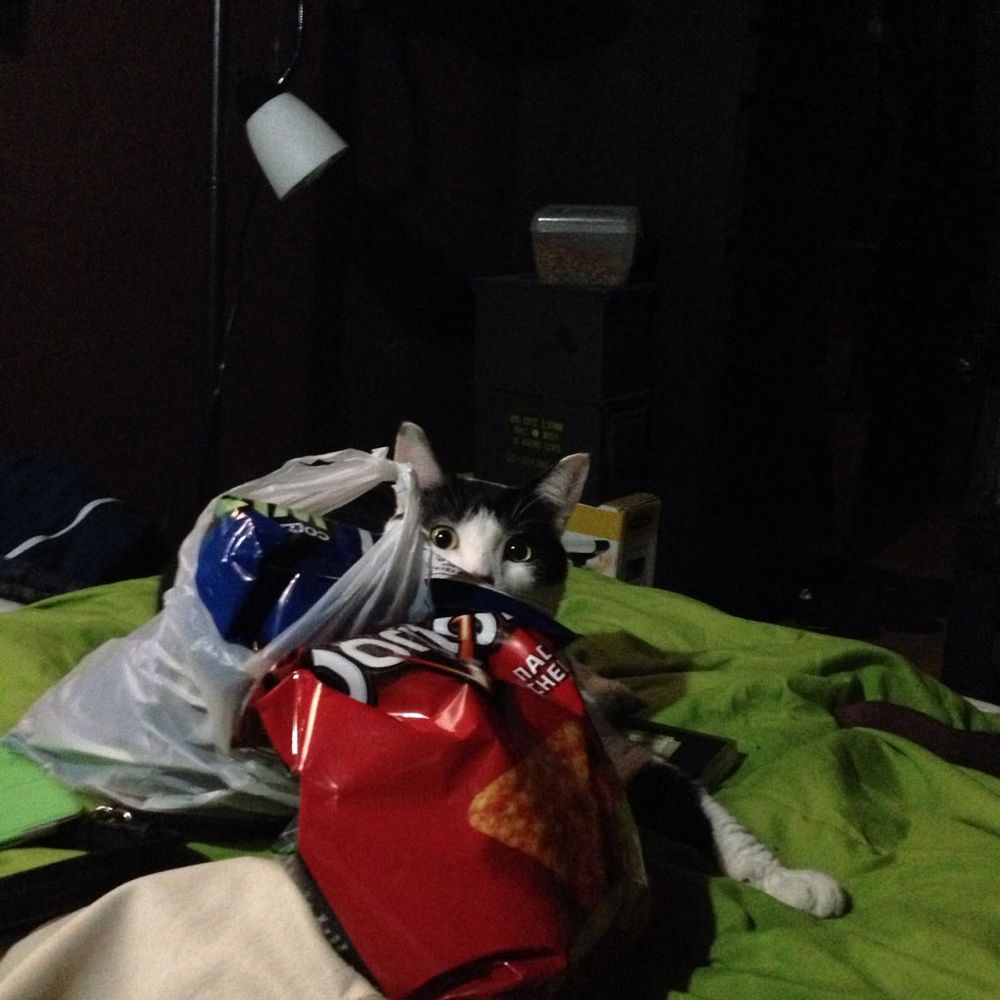 питомец задумал нехорошее, кошка хочет меня убить, питомец хочет меня убить, животные хотят убить своих хозяев