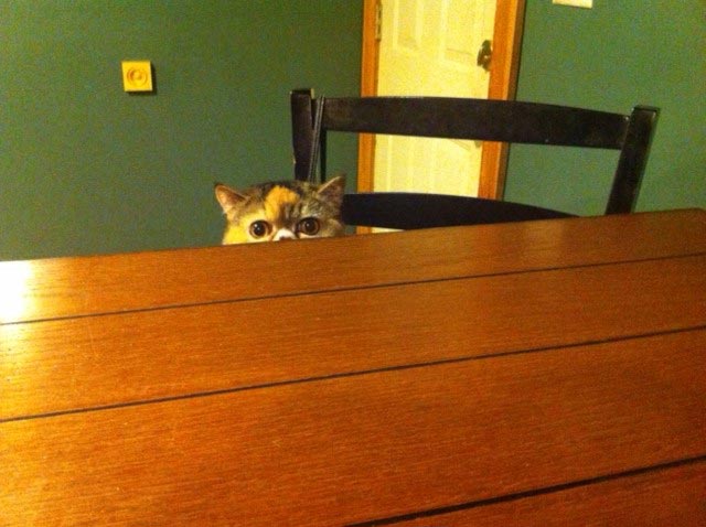 питомец задумал нехорошее, кошка хочет меня убить, питомец хочет меня убить, животные хотят убить своих хозяев